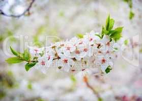 Spring blooming tree