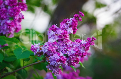 Blooming purple lilac