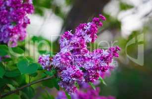 Blooming purple lilac
