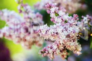 Blossoming pink lilac