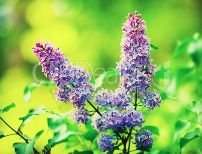 Blossoming lilac flowers