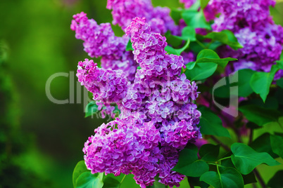 Spring lilac flowers