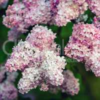 Pink lilac flowers