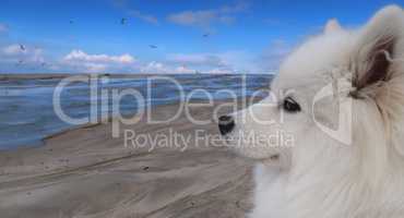 samoyed dog