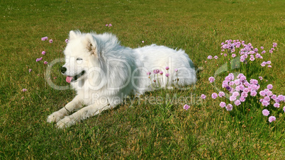 samoyed dog