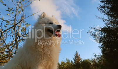 samoyed dog