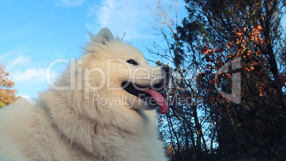 samoyed dog