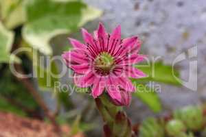 Sempervivum marmoreum - Wild plant shot in summer