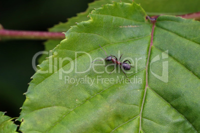 Black ant runs on a green leaf