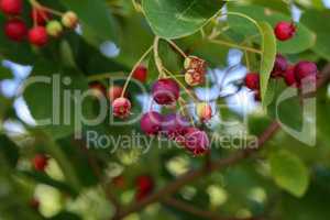 Amelanchier lamarckii ripe and unripe fruits on branches