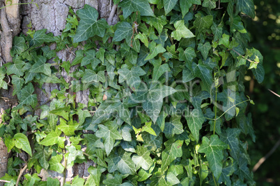 Ivy leaves growing thick on the tree