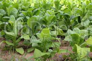 Green tobacco plants on a field in Germany