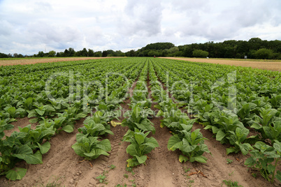 Green tobacco plants on a field in Germany