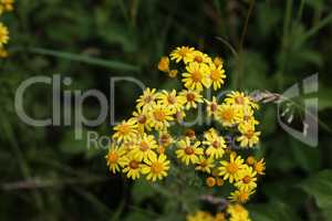 Wildflowers on a blurred green meadow background