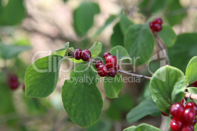 Beautiful poisonous wolf berries photographed on a background of green sheets
