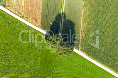 aerial of a bike path with two oak trees