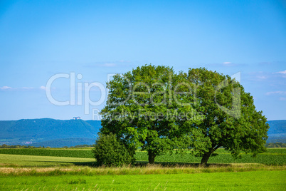 oak trees an swabian alb