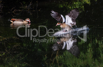 egyptian goose landing on surface of water
