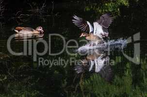 egyptian goose landing on surface of water