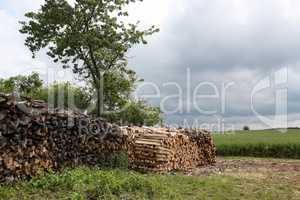 Dry chopped firewood stacked in a woodpile