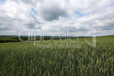 Green wheat field on a cloudy cloudy day