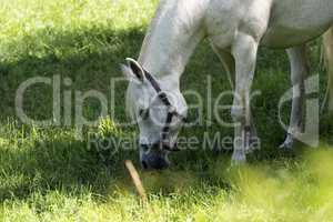 Horses graze in the summer on the meadow