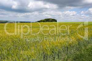 Summer landscape with fields of ears of wheat