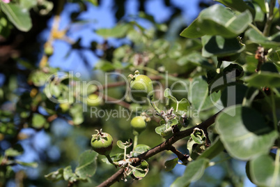 Green wild pears grow on tree branches