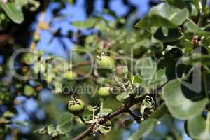 Green wild pears grow on tree branches