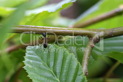 Black ant runs on a green leaf