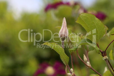 Flower bud against the background of green leaves