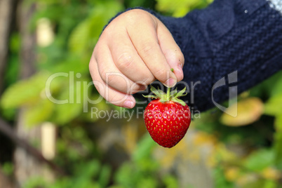 A childs hand holds a large strawberry berry
