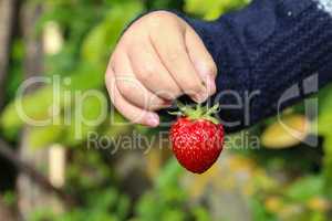 A childs hand holds a large strawberry berry