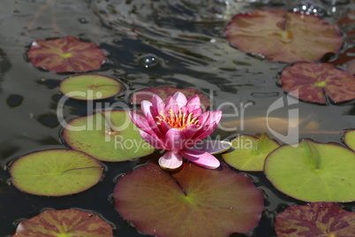 Beautiful pink water lily or lotus flower
