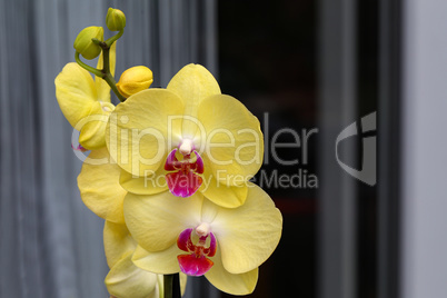 Beautiful yellow orchid flowers are blooming in the greenhouse