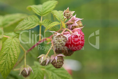 Raspberry berries ripen on a branch of a bush