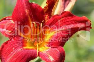 Full blooming of red lily in flower garden