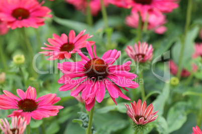 Red gerbera flower under natural sunlight in garden with blurred background