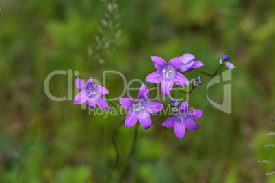 Wildflowers on a blurred green meadow background