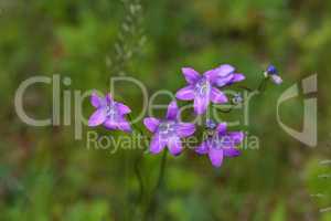 Wildflowers on a blurred green meadow background