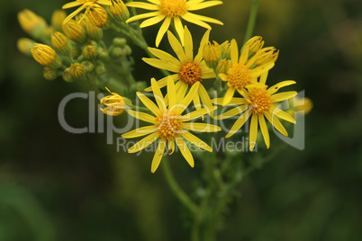 Wildflowers on a blurred green meadow background