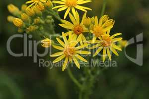 Wildflowers on a blurred green meadow background