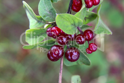 Beautiful poisonous wolf berries photographed on a background of green sheets
