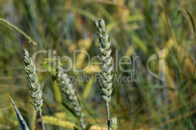Juicy fresh ears of young green wheat on nature in spring summer field