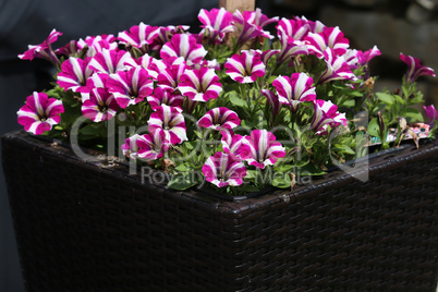 Flowerbed with multicoloured petunias. Image full of colourful petunia flowers.
