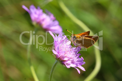 A close up view of a Large Skipper Butterfly
