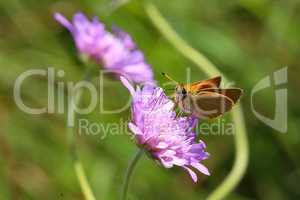 A close up view of a Large Skipper Butterfly