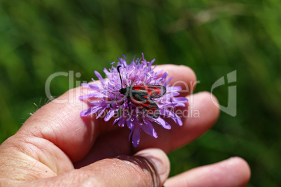 Five-Spot Burnet - Zygaena trifolii decreta on Flower