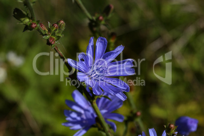Light blue Cichorium flower on the meadow