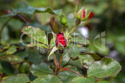 beautiful red rosebuds in the garden on a sunny day